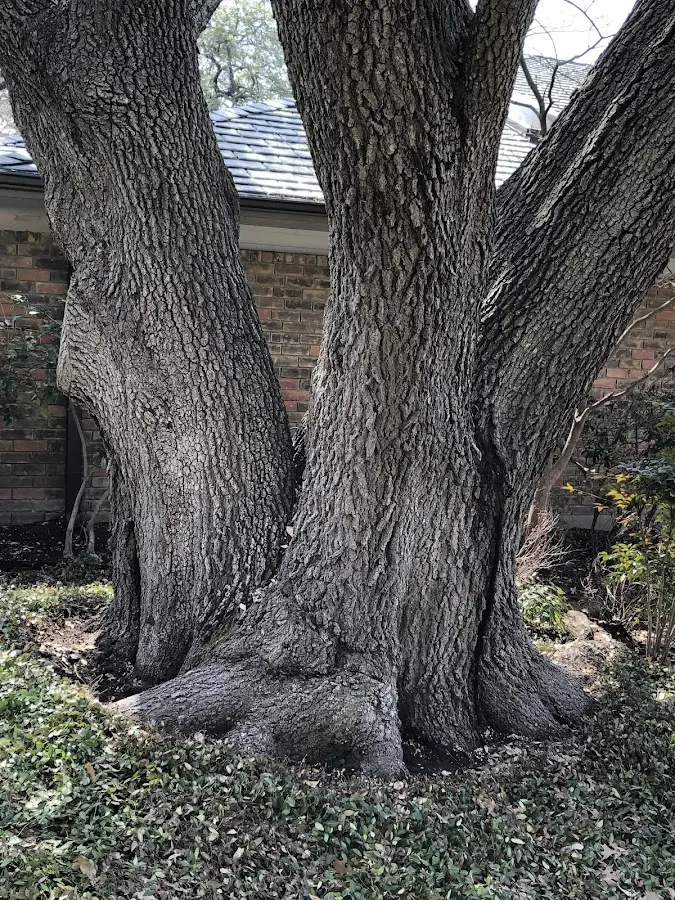 Mature heritage tree close to a Palenville property cared for by certified arborists